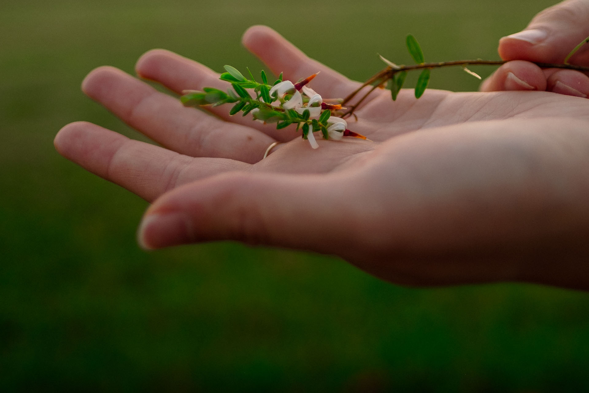 クランベリーの若芽