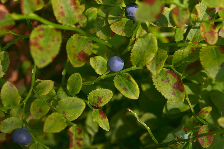 ビルベリーの画像