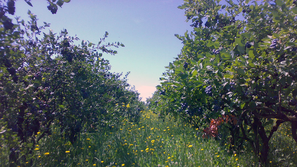 カルチベイトブルーベリーの樹高画像