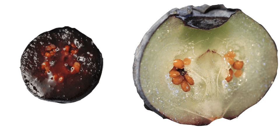 ワイルド・カルチベイトブルーベリーの断面の違い