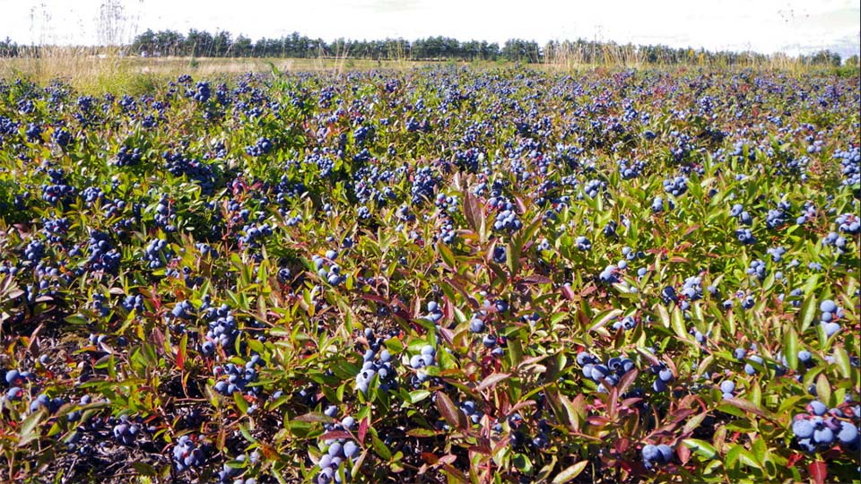 ワイルドブルーベリーの樹高画像