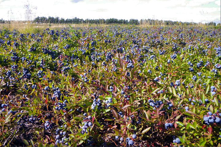 ビルベリーの画像