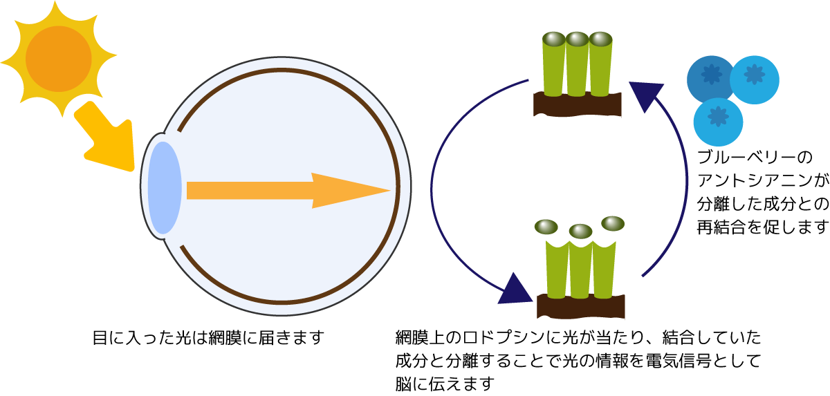 アントシアニンと眼の健康