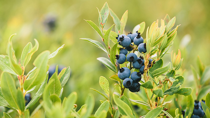 ワイルドブルーベリー