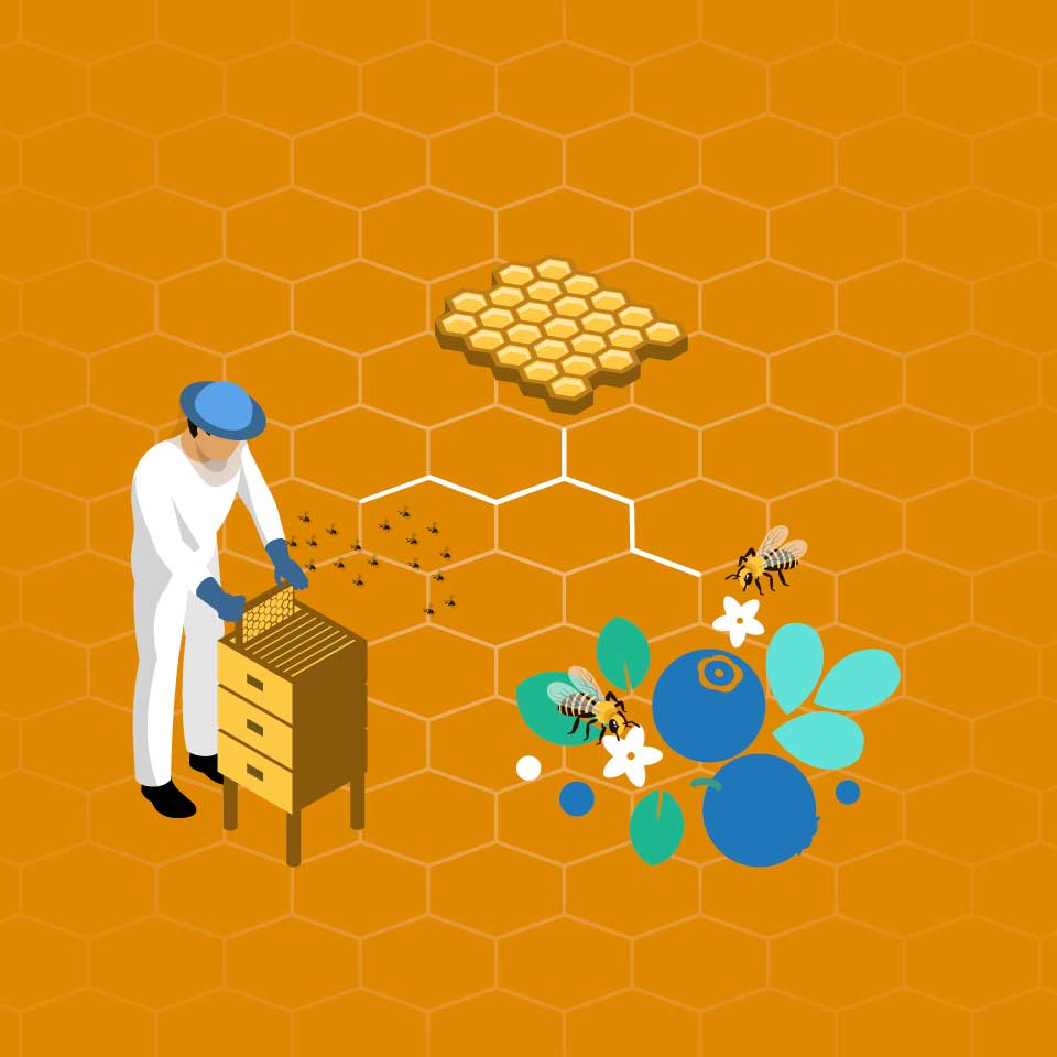 ブルーベリー花の受粉とミツバチ