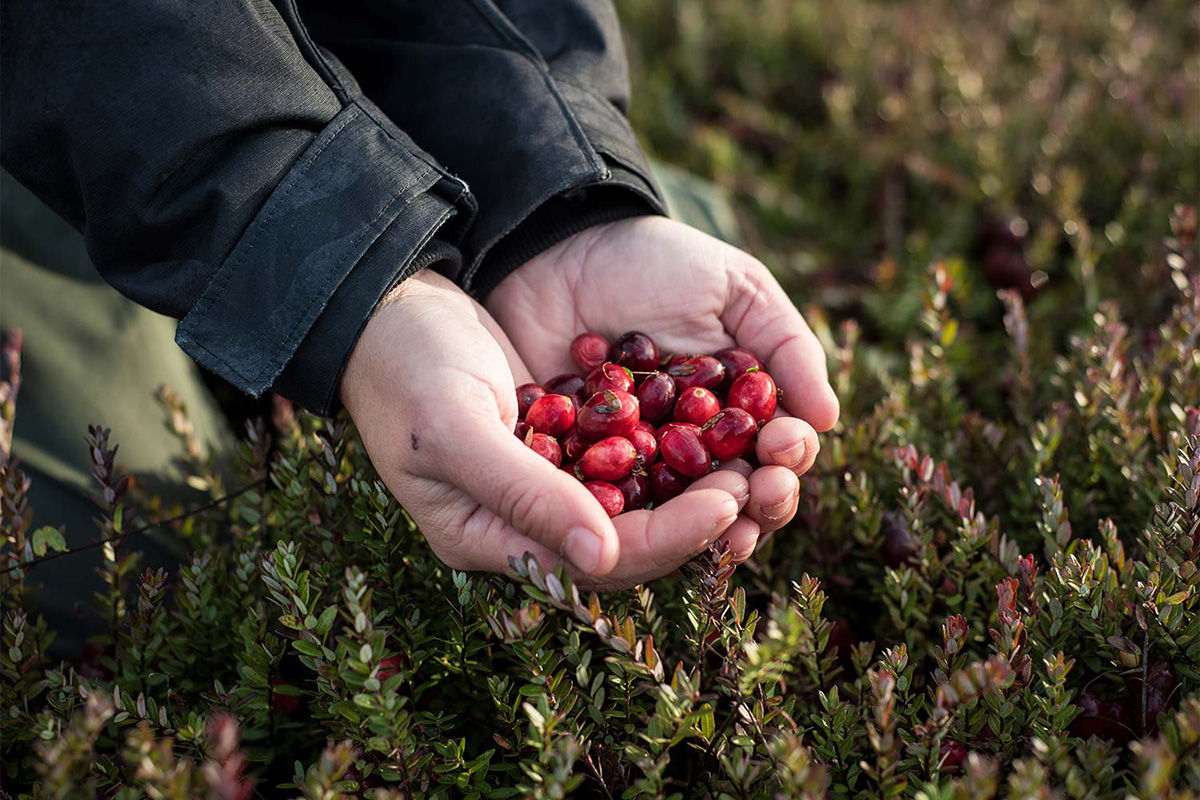 農園で摘みたてのクランベリー