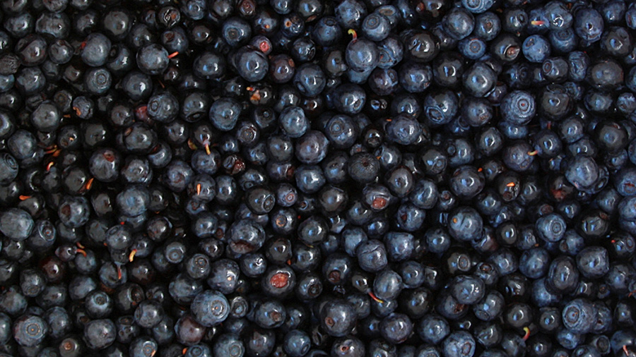 フレッシュブルーベリー