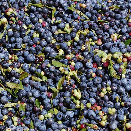 収穫直後のワイルドブルーベリー