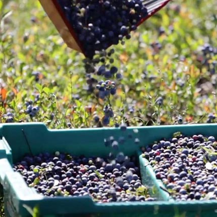 収穫後の仮保管箱画像