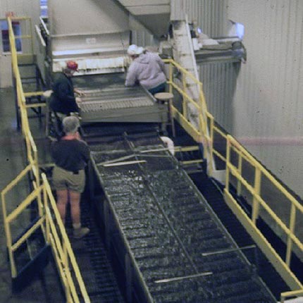 IQF工場での加工