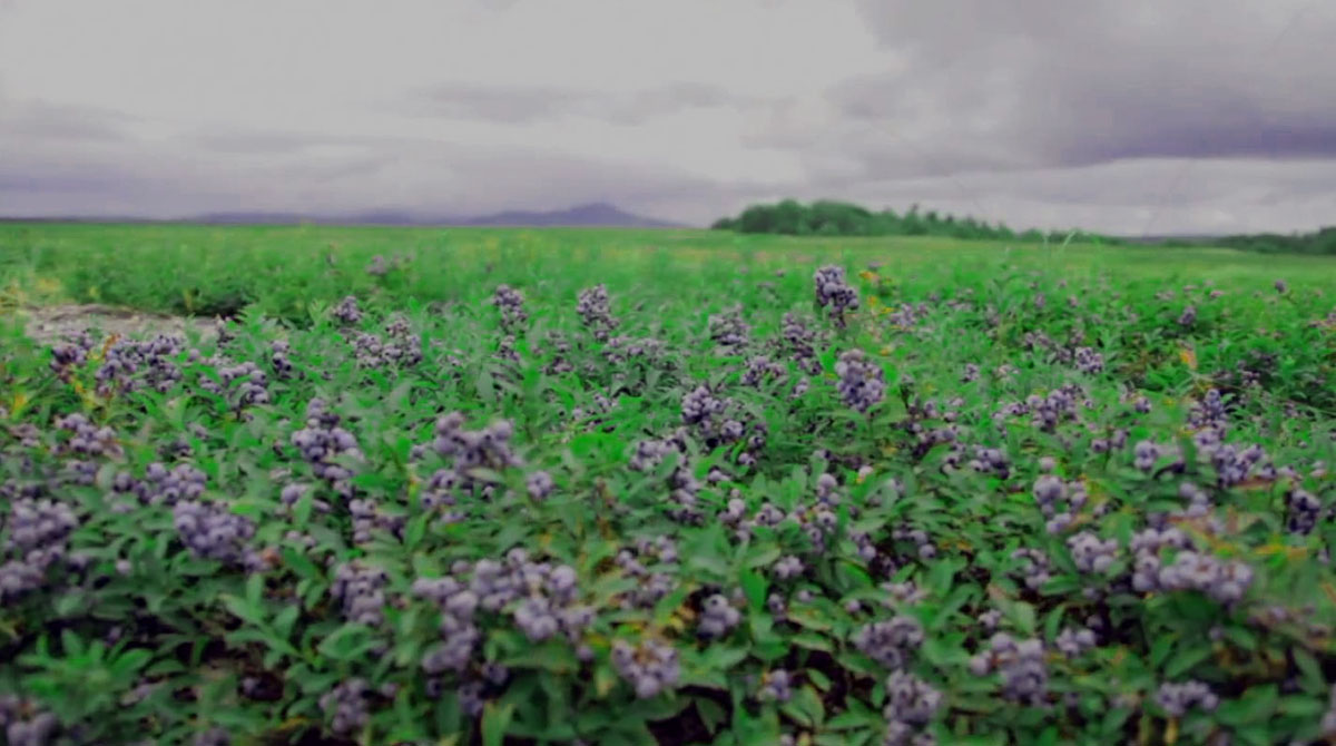ワイルドブルーベリー生育風景