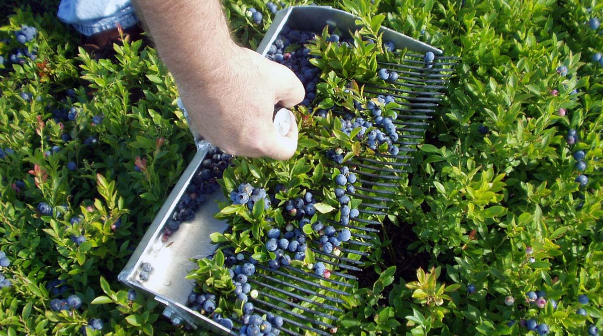 レーキでの収穫風景